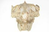 Exquisite Fossil Oreodont (Leptauchenia) Skull - South Dakota #217189-4